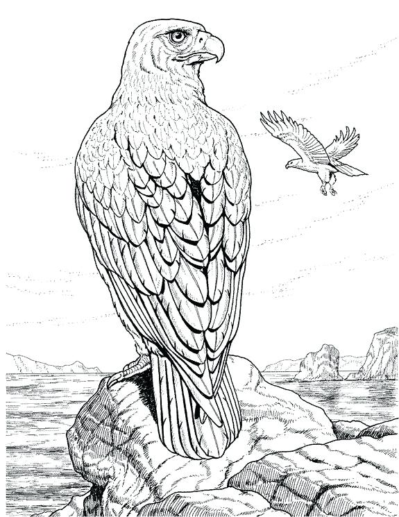 575x745 Eagle Coloring Page Detailed Coloring Pages For Adults Coloring