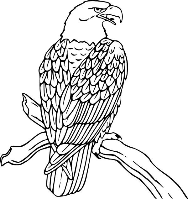 600x635 Eagle Coloring Pages 2