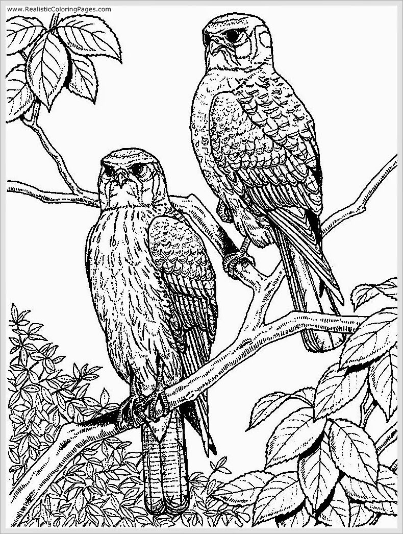 790x1046 Eagle Coloring Pages For Adult Realistic Coloring Pages Adult
