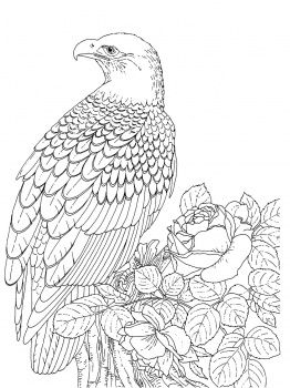 262x350 Realistic Coloring Pages Realistic Bald Eagle Coloring Page