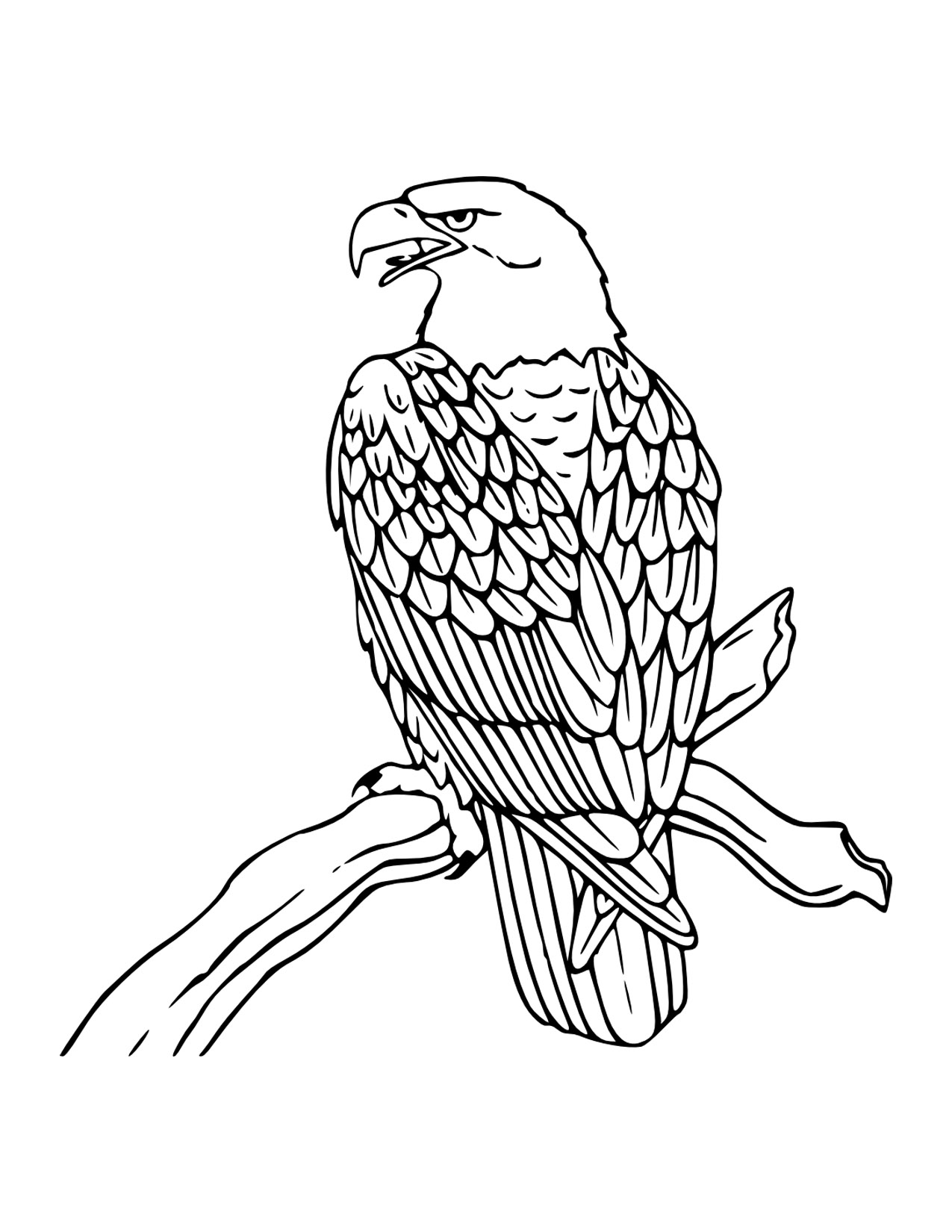 1275x1650 Free Printable Bald Eagle Coloring Pages For Kids Eagle Coloring