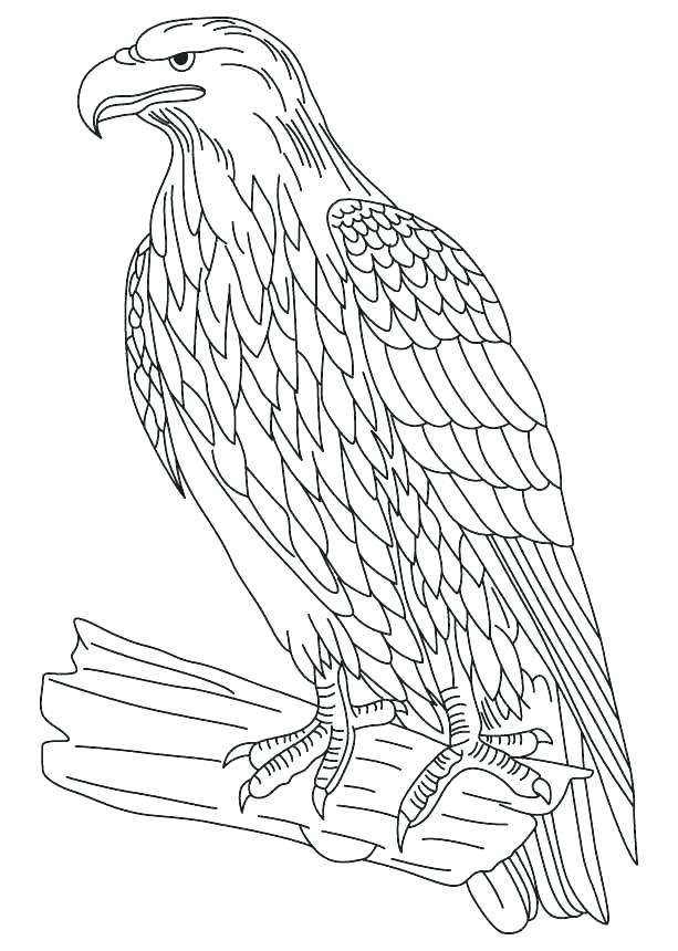 613x860 Coloring Pages Eagle Bald Eagle Coloring Page Coloring Pages