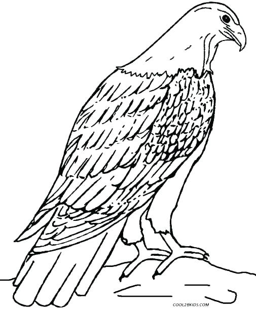 505x610 Eagle Color Page Eagle Color Page Harpy Eagle Coloring Page Eagle