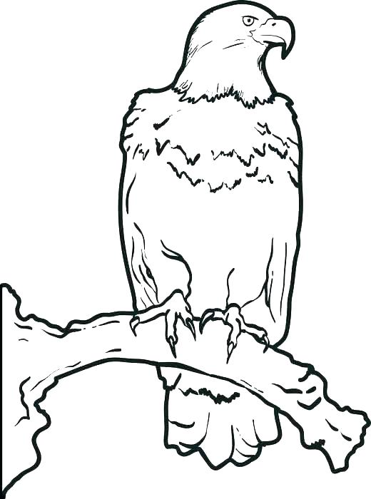 520x700 Eagle Head Coloring Page Eagle Coloring Page Printable Pictures
