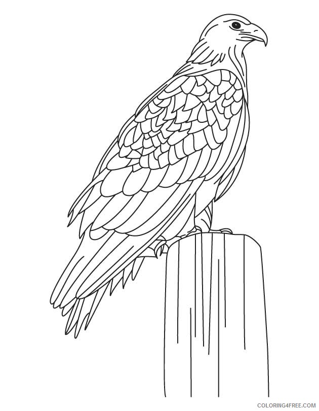 630x810 Eagle Coloring Pages To Print Coloring4free