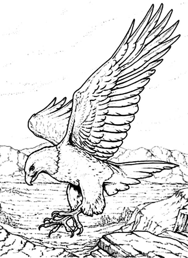 Eagle Feather Coloring Page
