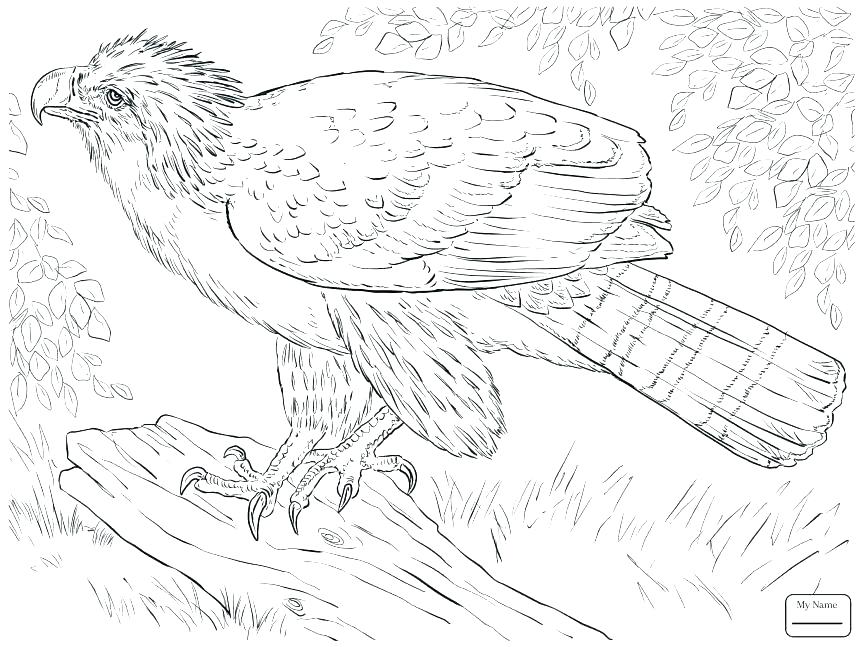 863x647 Feather Coloring Pages Feather Coloring Page Eagle Eagle Feather