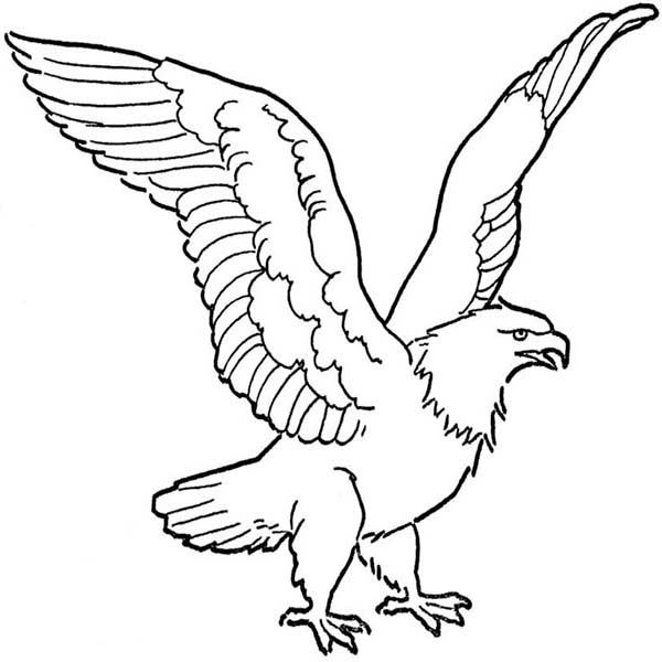 600x600 Soaring Bald Eagle Drawing Coloring Page
