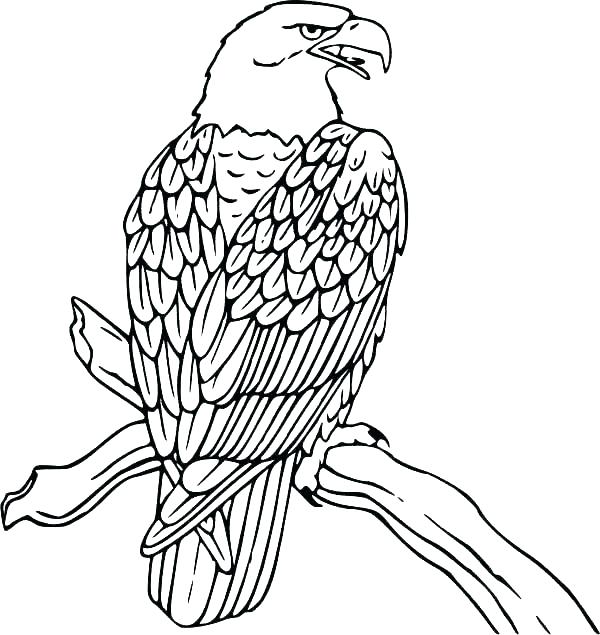 600x635 Harpy Eagle Coloring Page Professional