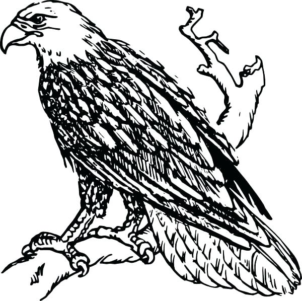 600x598 Eagle Coloring Page Coloring Pages Of Eagles Eagle Coloring Sheet