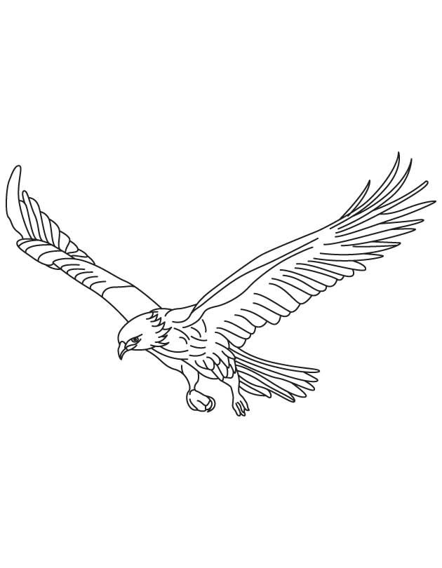 630x810 51 Best Eagle Coloring Pages Images On Adult Coloring
