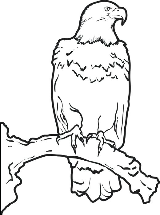 520x700 Eagle Coloring Pages Printable Bald Eagle Coloring Page For Kids