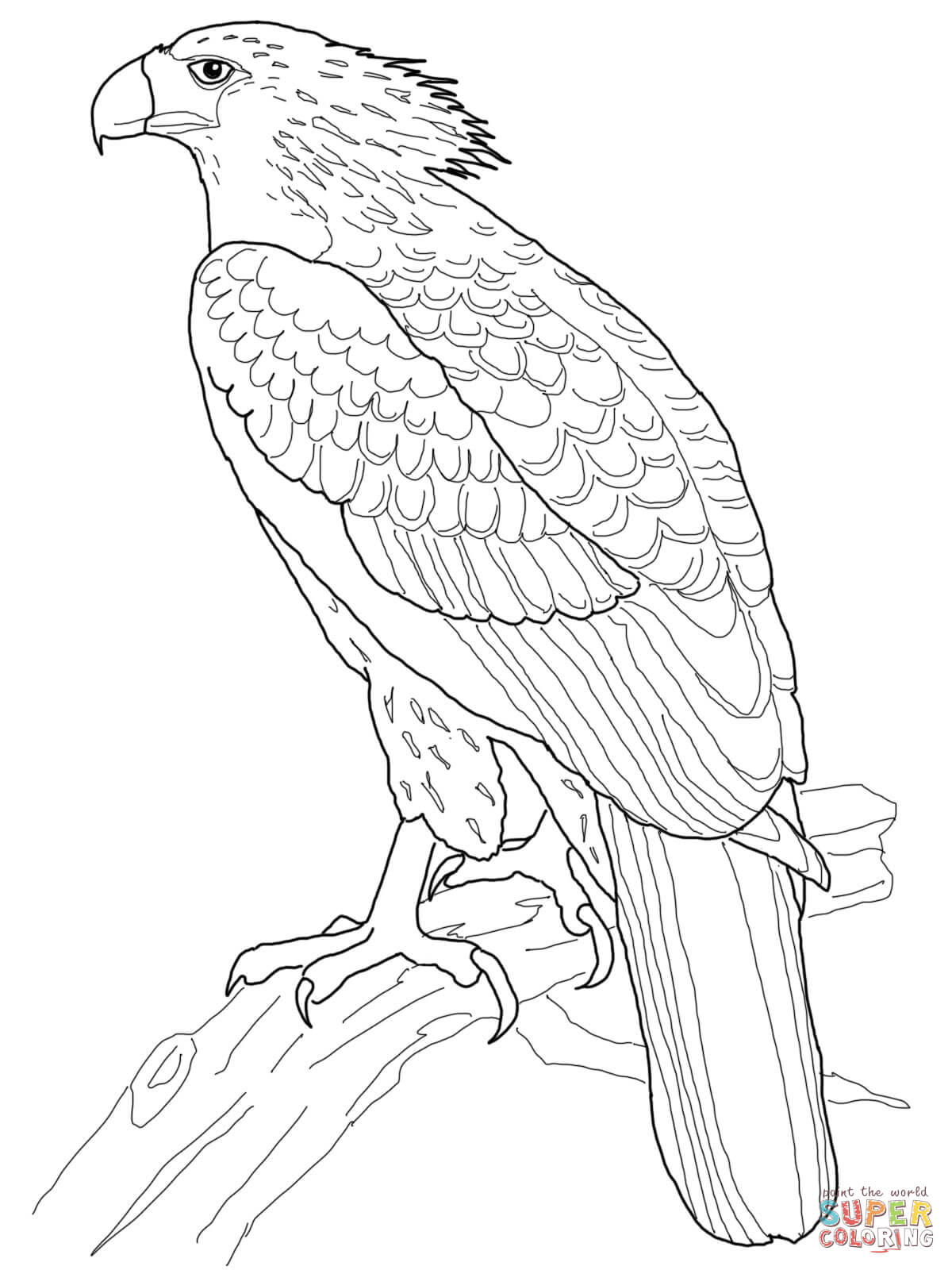 1200x1600 Philippine Eagle Coloring Page