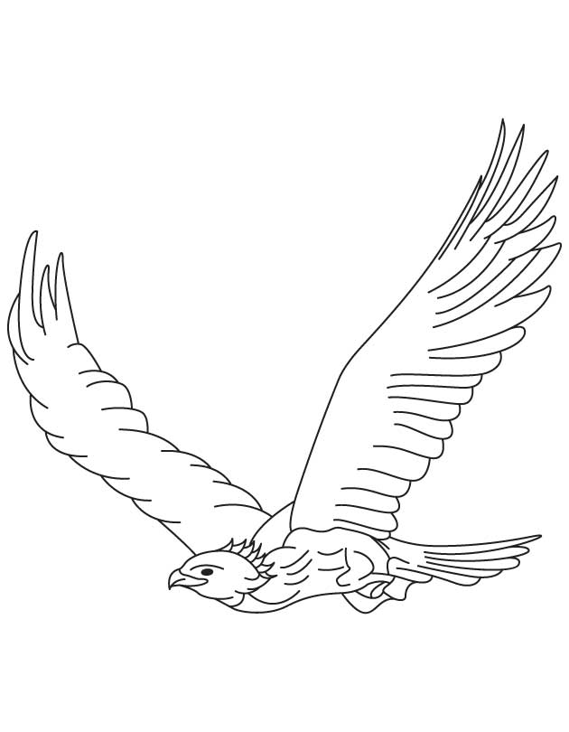 630x810 Eagle