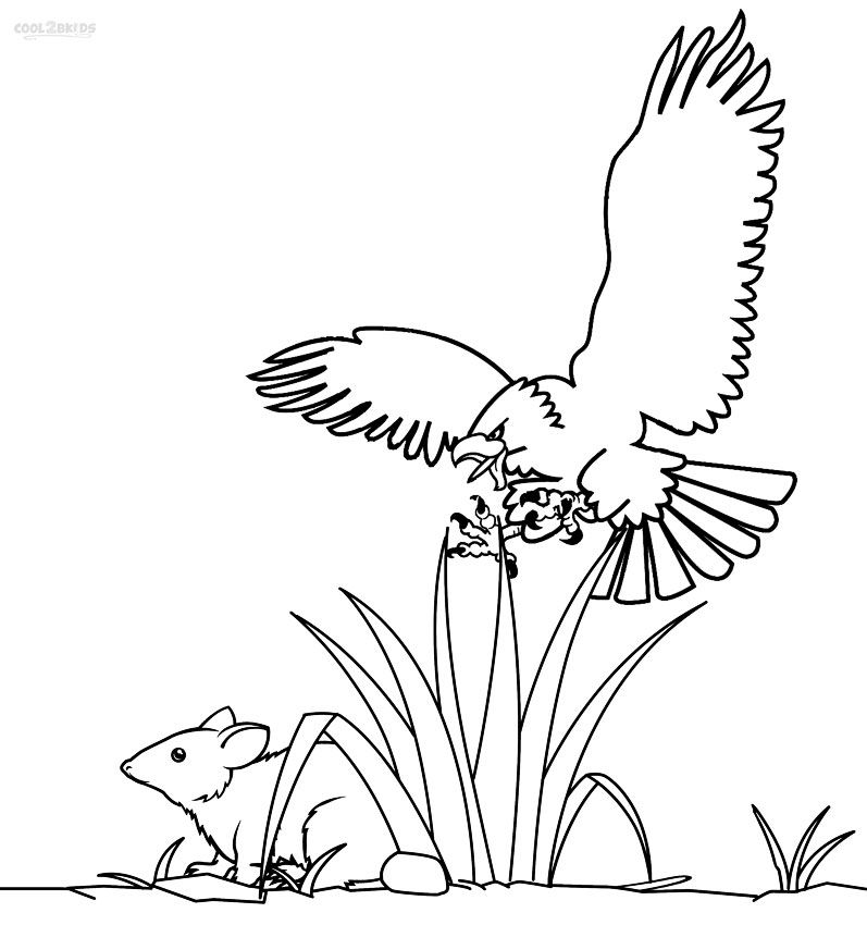 797x850 Printable Bald Eagle Coloring Pages For Kids Cool2bkids Birds