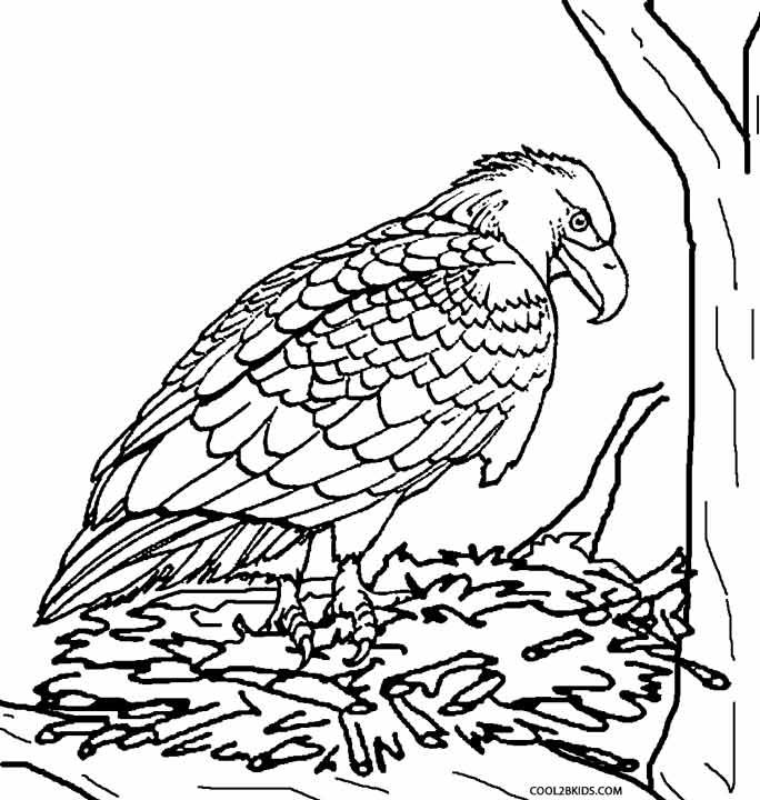 684x720 Printable Eagle Coloring Pages For Kids Cool2bkids Birds