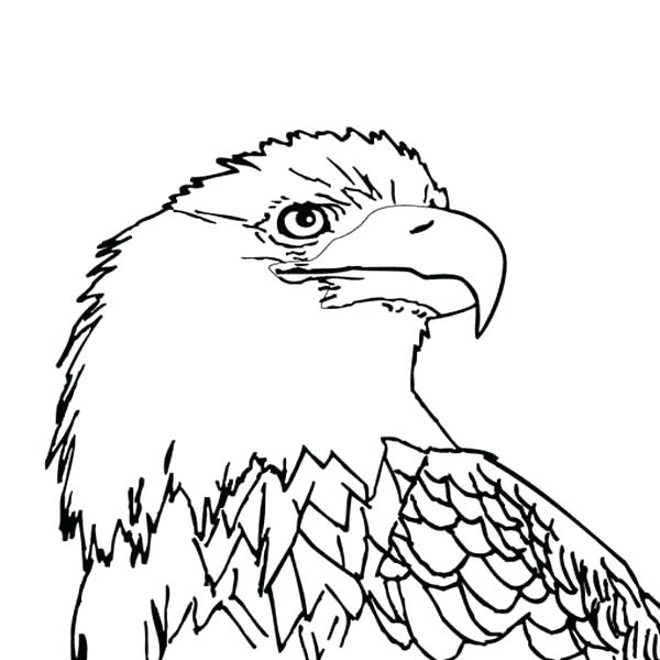 600x600 Wedge Tailed Eagle Colouring Pages Welding Wedge Wedge Tailed