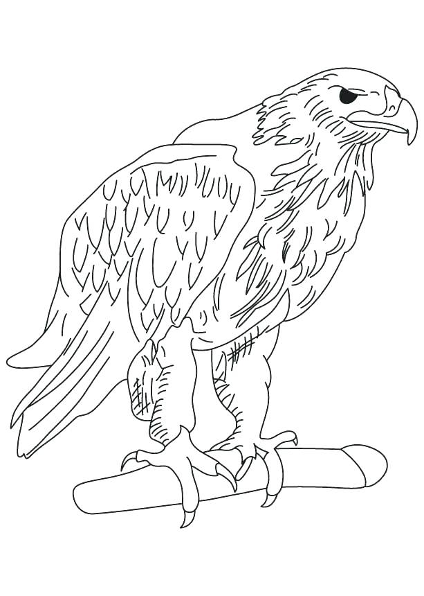 613x860 Eagles Coloring Page Eagle Nest Coloring Page
