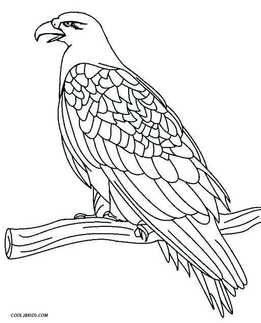 513x635 Bald Eagle Coloring Pages Eagles Coloring Pages Pin Bald Eagle