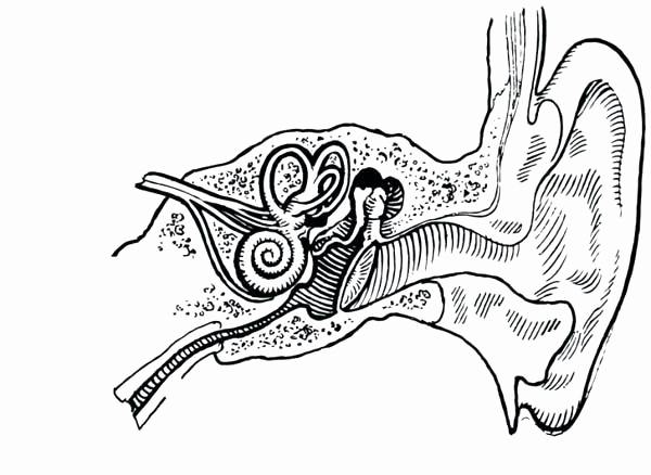 600x438 Ear Coloring Page Collection Ears Coloring Page Human Anatomy Ear