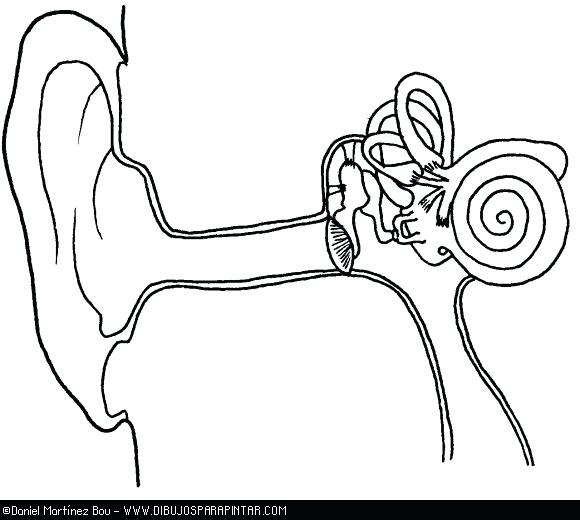 580x520 Ear Coloring Sheets Coloring Pages Of Ears Ear Coloring Page Ear
