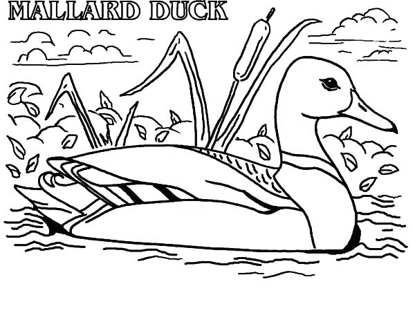 600x453 Ducks Coloring Page Actual Advice Mallard Duck Meme Coloring Pages