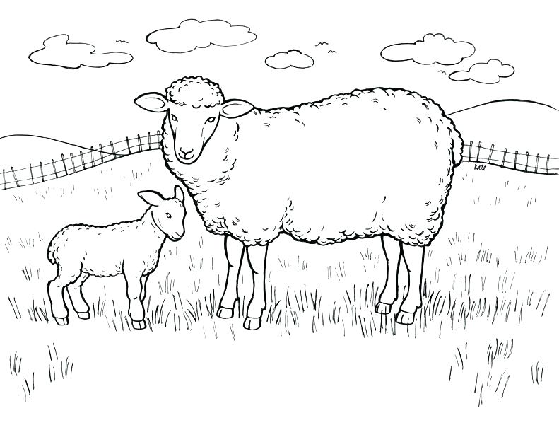 791x608 Lamb Coloring Pages Lamb Colouring Page 2 Easter Lamb Coloring