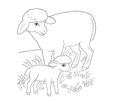 480x438 Lamb Coloring Pages Lamb Colouring Pictures Lamb 2 Animals