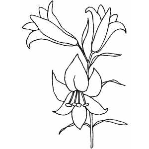 300x300 Easter Lily Coloring Page