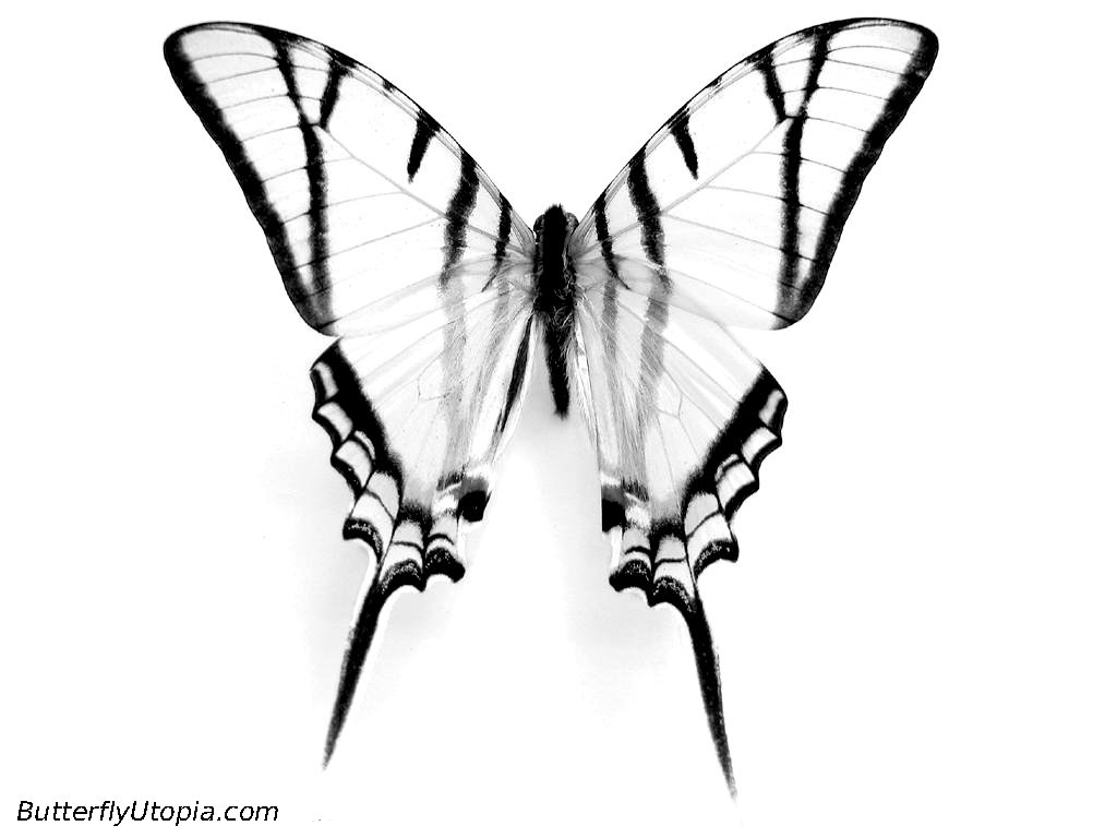 1024x768 Easy Butterfly Drawings Butterfly Coloring Pages Butterfly Crafts