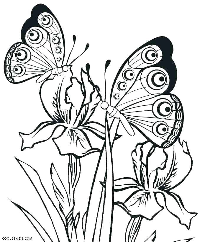 678x820 Butterfly Coloring Book