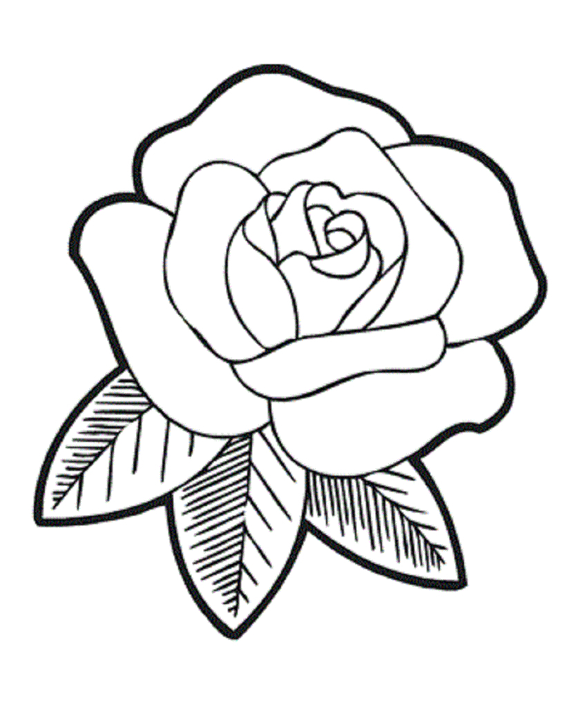 837x1024 Rose Flower Drawing Pictures Surprising Coloring Pages Draw Easy