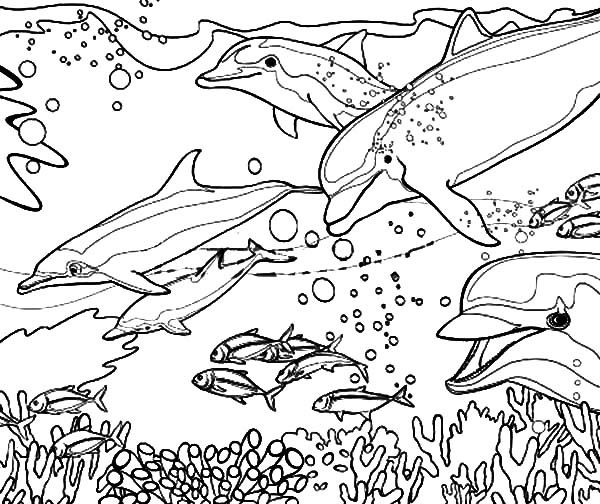 600x504 Interesting Decoration Dolphin Coloring Pages Dolphin Coloring