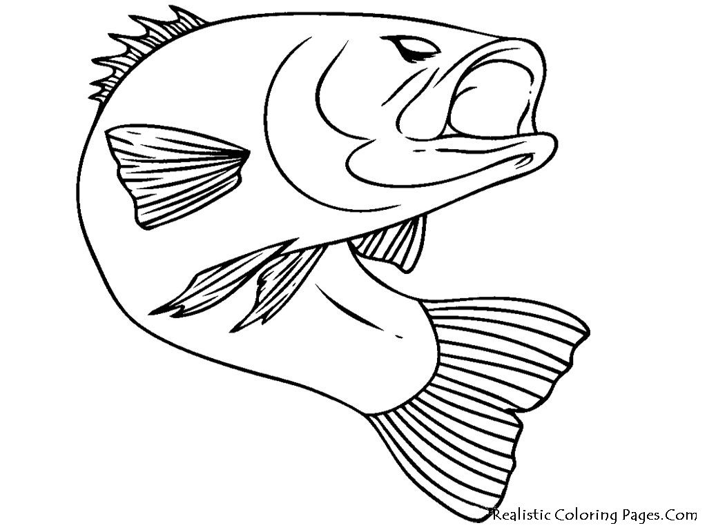 1024x768 Bass Fish Realistic Coloring Pages Coloring Pages