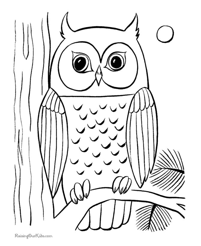 670x820 Drawn Owl Color