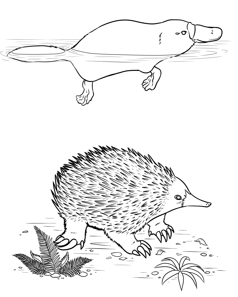 819x1024 Monotremes