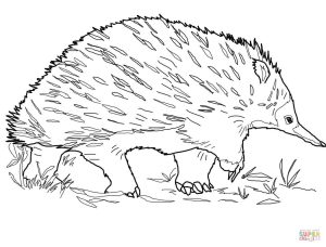 300x228 Walking Echidna For Free Coloring Page