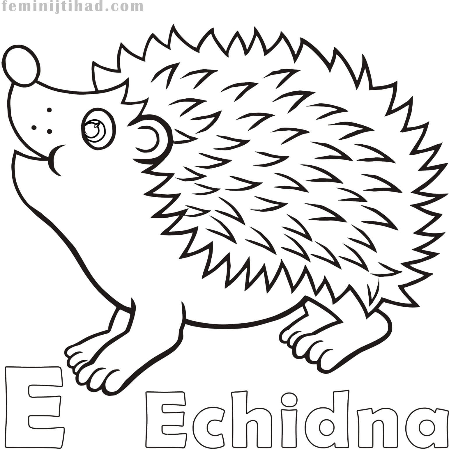 1542x1543 Free Echidna Coloring Pages Collection Coloring Pages For Kids