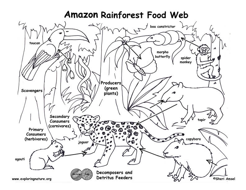 792x612 Ecology Coloring Sheet Food Cute Food Chain Coloring Page