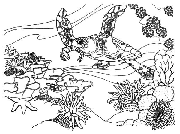 600x446 Coral Reef Fish, Coral Reef Fish Ecosystem Coloring Pages