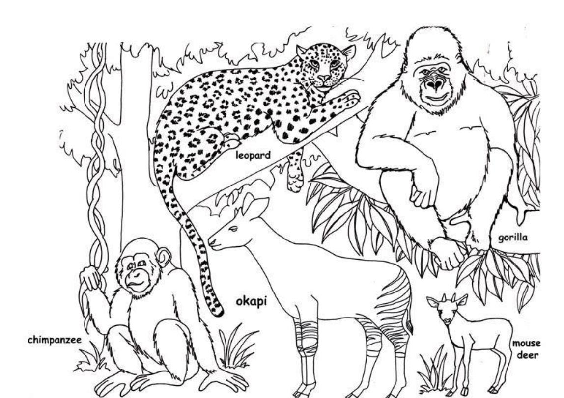 1148x811 Download Coloring Pages Wild Animal At Studynow Me For Qqa