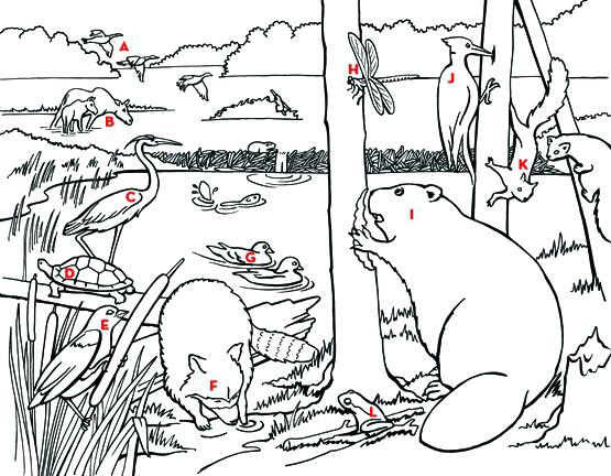 555x432 Ecosystem Coloring Pages Desert Coloring Page Freshwater Ecosystem