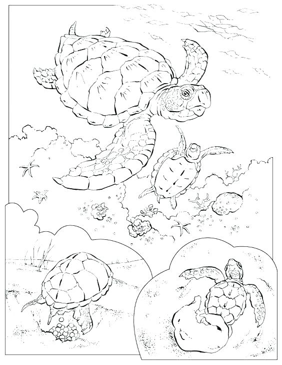 564x729 Geographic Coloring Pages Geographic Coloring Pages National