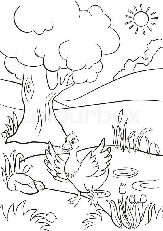 566x800 Pond Ecosystem Coloring Pages. Rivers And Ponds Lessons Tes Teach