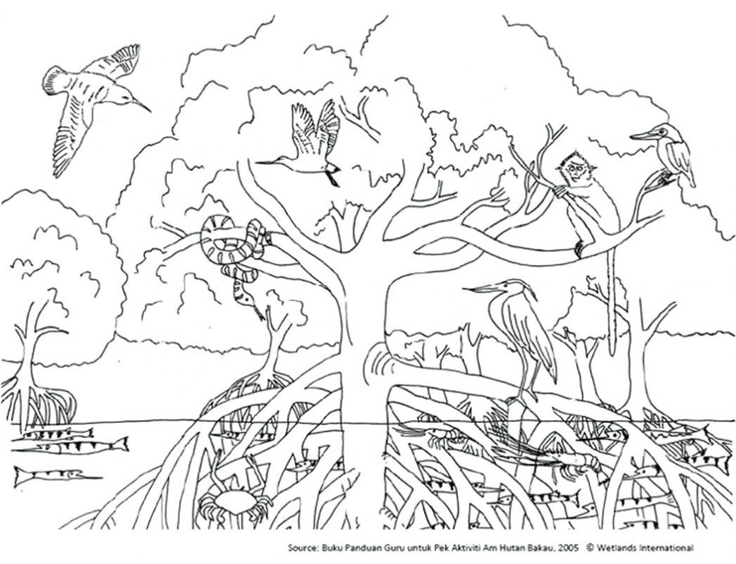 1043x800 Tropical Rainforest Animals Coloring Pages Ecosystem Color Page