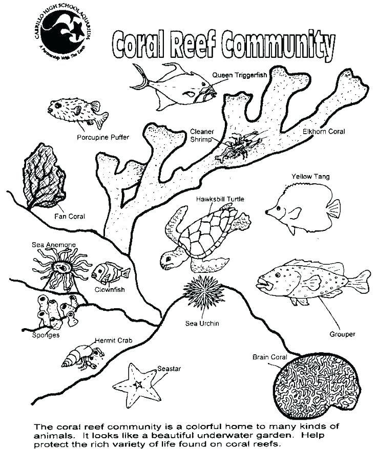 736x877 Coloring Tundra Coloring Pages Food Web Chain Picture Ocean