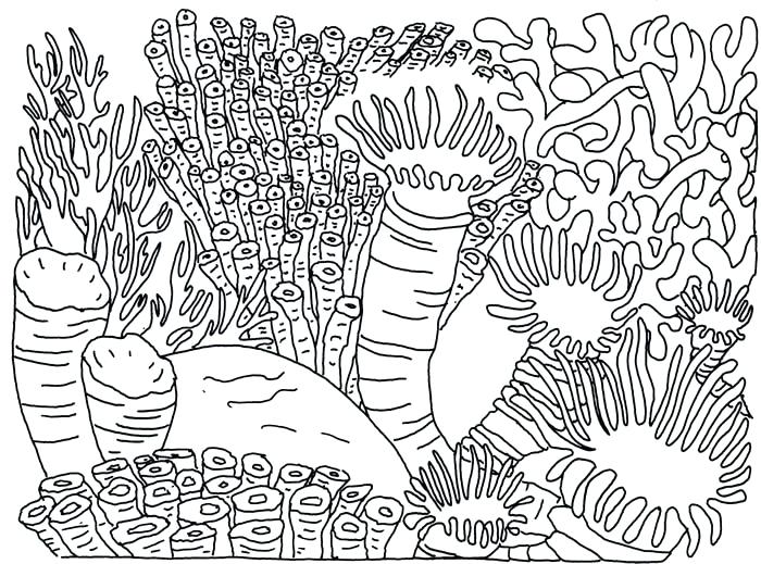 700x519 Coral Reef Coloring Page Coral Reef Food Chain Yahoo Search