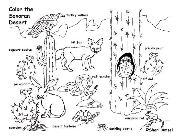 736x568 Desert Ecosystem Coloring Page