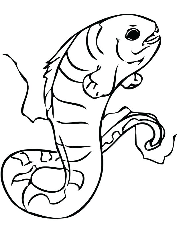 618x800 Eel Coloring Pages Adult Eels Coloring Pages Gulper Eel Coloring