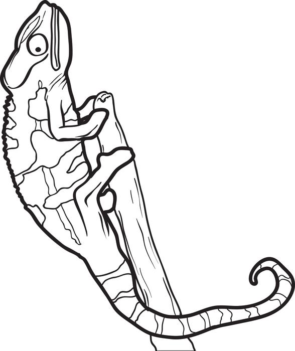 588x700 Lizard Coloring Page